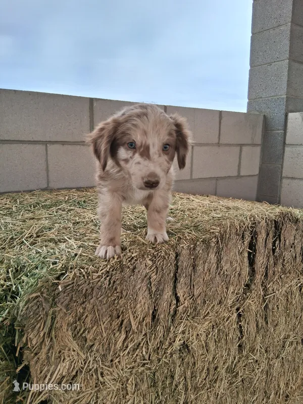 Puppy 3 – Australian Shepherd puppy for sale in Phoenix, AZ