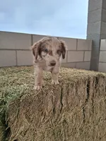 Puppy 3, a female Australian Shepherd for sale in Phoenix, AZ – Photo 1 of 5