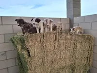 Puppy 3, a female Australian Shepherd for sale in Phoenix, AZ – Photo 4 of 5