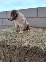 Puppy 3, a female Australian Shepherd for sale in Phoenix, AZ – Photo 3 of 5