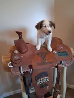 Puppy 1, a male Australian Shepherd for sale in Phoenix, AZ – Photo 3 of 5