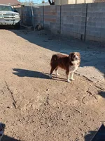 Puppy 1, a male Australian Shepherd for sale in Phoenix, AZ – Photo 5 of 5
