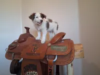 Puppy 1, a male Australian Shepherd for sale in Phoenix, AZ – Photo 2 of 5