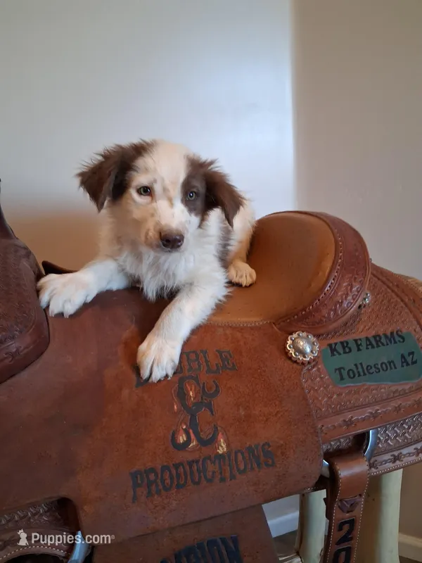 Puppy 1 – Australian Shepherd puppy for sale in Phoenix, AZ