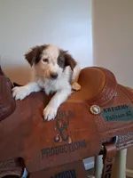 Puppy 1, a male Australian Shepherd for sale in Phoenix, AZ – Photo 1 of 5