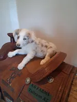 Puppy 2, a male Australian Shepherd for sale in Phoenix, AZ – Photo 3 of 5