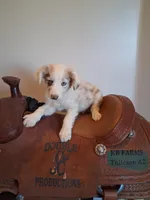 Puppy 2, a male Australian Shepherd for sale in Phoenix, AZ – Photo 2 of 5