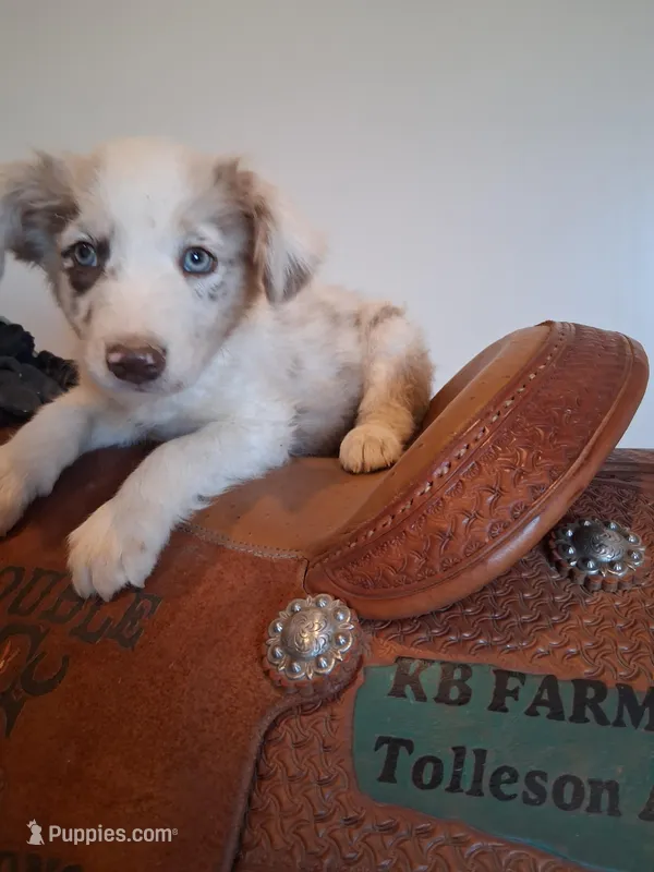 Puppy 2, a male Australian Shepherd for sale in Phoenix, AZ – Photo 1 of 5