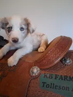 Puppy 2, a male Australian Shepherd for sale in Phoenix, AZ – Photo 1 of 5
