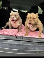 Sassy , a female American Bully for sale in St. Louis, MO – Photo 4 of 5