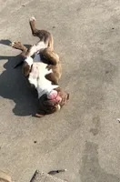 Sassy , a female American Bully for sale in St. Louis, MO – Photo 2 of 5