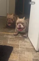 Sassy , a female American Bully for sale in St. Louis, MO – Photo 5 of 5