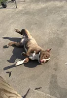 Sassy , a female American Bully for sale in St. Louis, MO – Photo 3 of 5