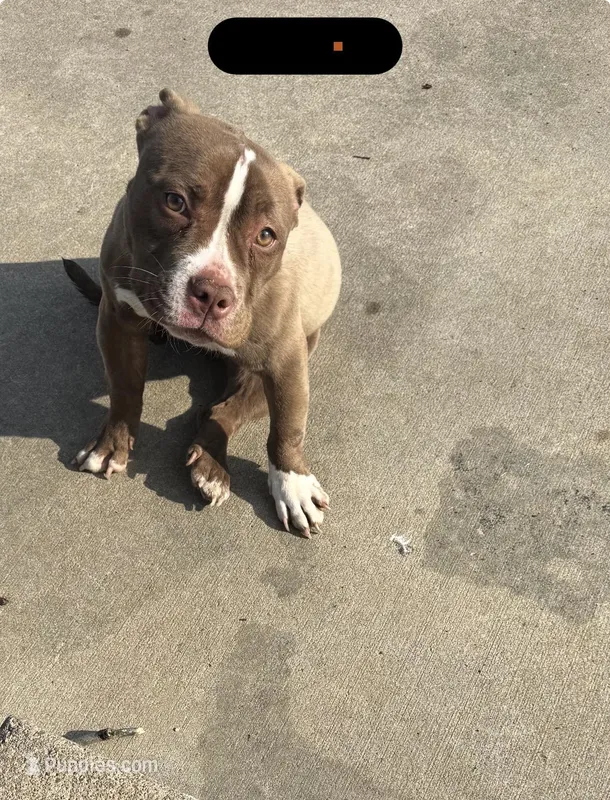 Sassy  – American Bully puppy for sale in St. Louis, MO
