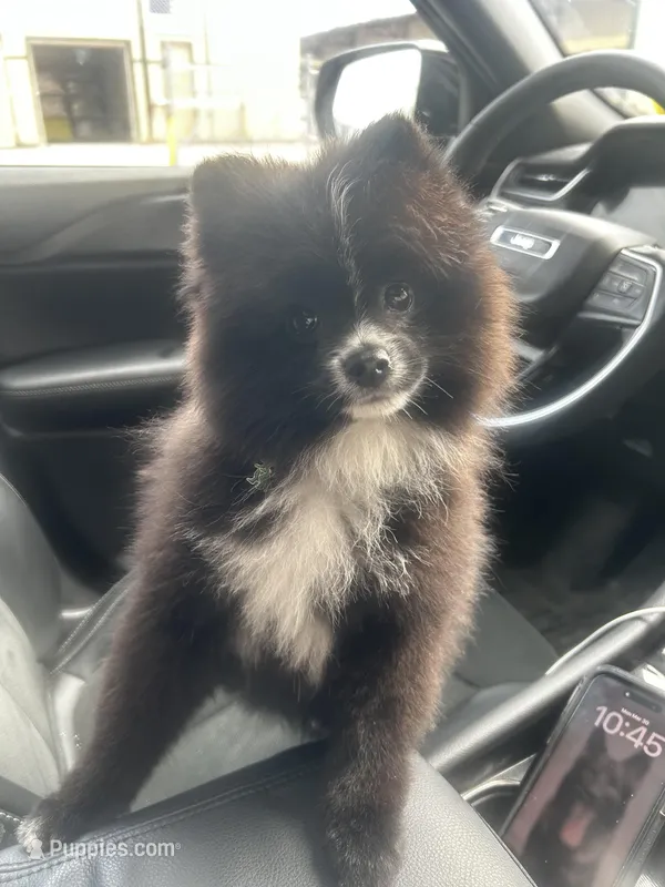 AKC Skunk – Pomeranian puppy for sale in Mohawk, NY