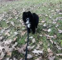 AKC Skunk, a male Pomeranian for sale in Mohawk, NY – Photo 2 of 2