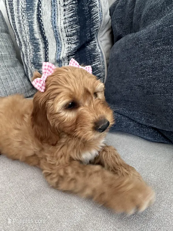 Penny – Miniature Goldendoodle puppy for sale in West Nyack, NY
