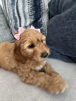 Penny, a female Miniature Goldendoodle for sale in West Nyack, NY – Photo 1 of 2