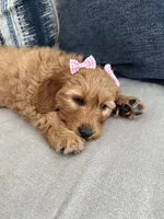 Penny, a female Miniature Goldendoodle for sale in West Nyack, NY – Photo 2 of 2