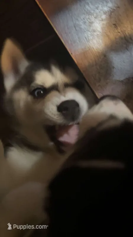 None – Siberian Husky puppy for sale in Austin, IN