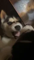 None, a female Siberian Husky for sale in Austin, IN – 1 of 3