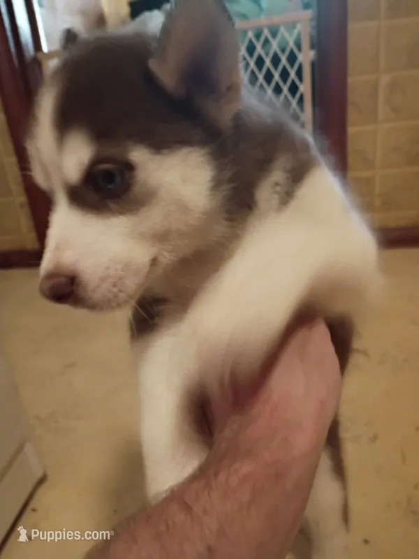 None – Siberian Husky puppy for sale in Austin, IN