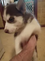None, a female Siberian Husky for sale in Austin, IN – 1 of 3