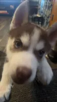 None, a female Siberian Husky for sale in Austin, IN – 3 of 3
