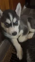 None, a female Siberian Husky for sale in Austin, IN – 2 of 3