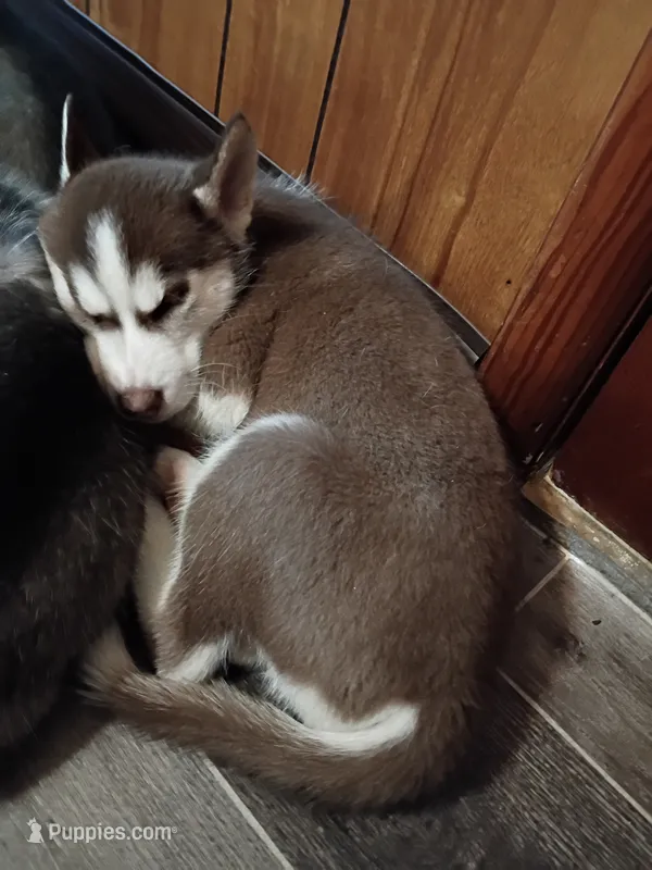 None – Siberian Husky puppy for sale in Austin, IN