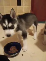 None, a female Siberian Husky for sale in Austin, IN – 3 of 3