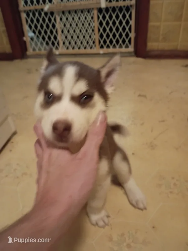 None – Siberian Husky puppy for sale in Austin, IN