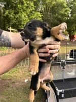Female Puppy #1, a female Australian Shepherd and Bloodhound for sale in Mount Gilead, NC – 3 of 5