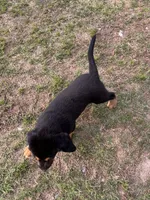 Male Puppy #3, a male Australian Shepherd and Bloodhound for sale in Mount Gilead, NC – 5 of 5