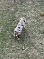 Male puppy #2, a male Australian Shepherd and Bloodhound for sale in Mount Gilead, NC – 4 of 5