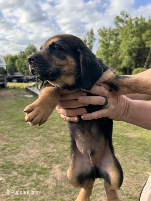 Male Puppy #3 – Australian Shepherd, Bloodhound puppy for sale in Mount Gilead, NC