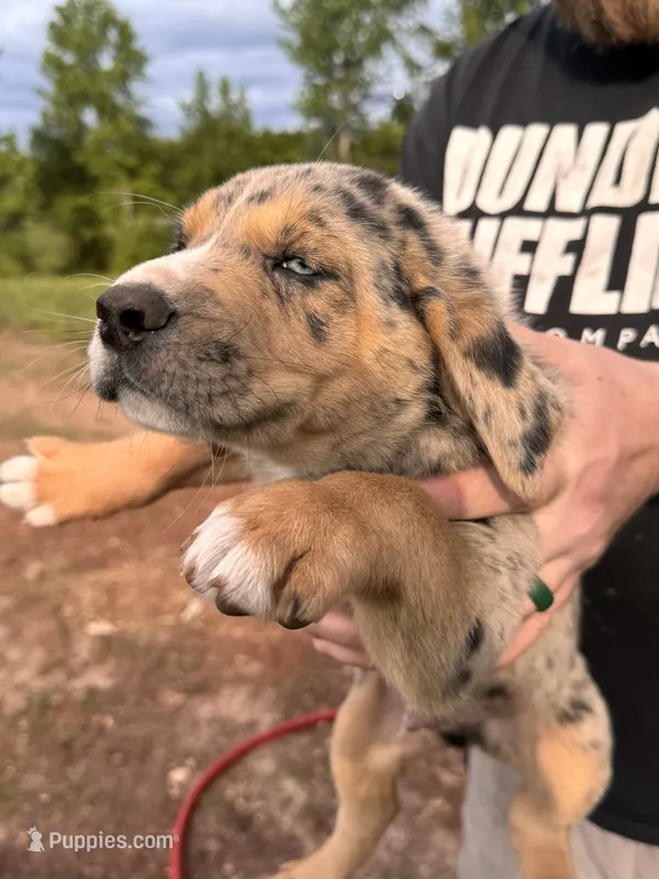 Male puppy #2 – Australian Shepherd, Bloodhound puppy for sale in Mount Gilead, NC