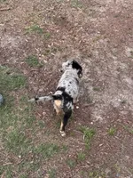 Male puppy # 1, a male Australian Shepherd and Bloodhound for sale in Mount Gilead, NC – 4 of 5