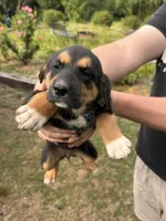 Female Puppy #2, a female Australian Shepherd and Bloodhound for sale in Mount Gilead, NC – 1 of 4