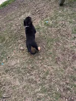 Female Puppy #2, a female Australian Shepherd and Bloodhound for sale in Mount Gilead, NC – 4 of 4