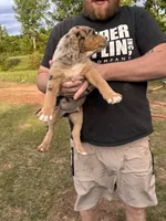 Male puppy #2, a male Australian Shepherd and Bloodhound for sale in Mount Gilead, NC – 5 of 5