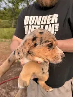 Male puppy #2, a male Australian Shepherd and Bloodhound for sale in Mount Gilead, NC – 2 of 5