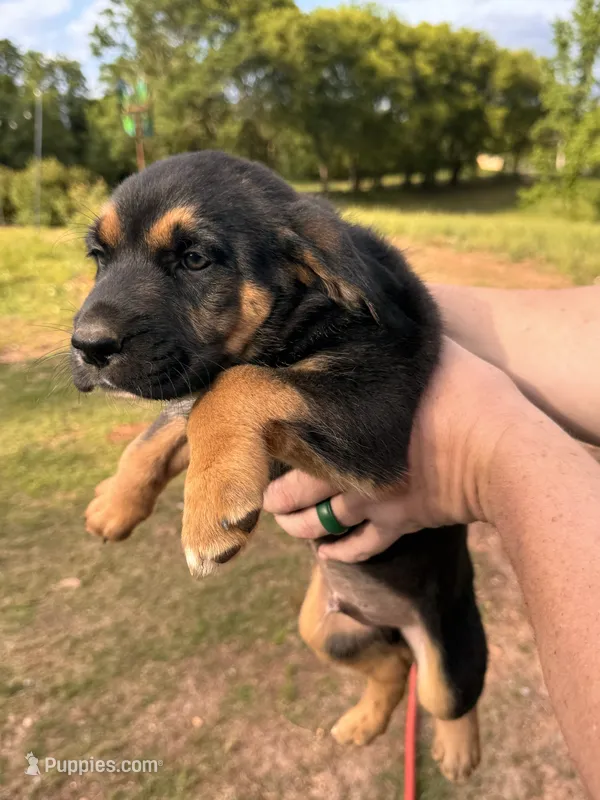 Male Puppy #4 – Australian Shepherd, Bloodhound puppy for sale in Mount Gilead, NC