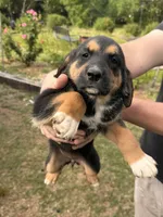 Female Puppy #2, a female Australian Shepherd and Bloodhound for sale in Mount Gilead, NC – 3 of 4