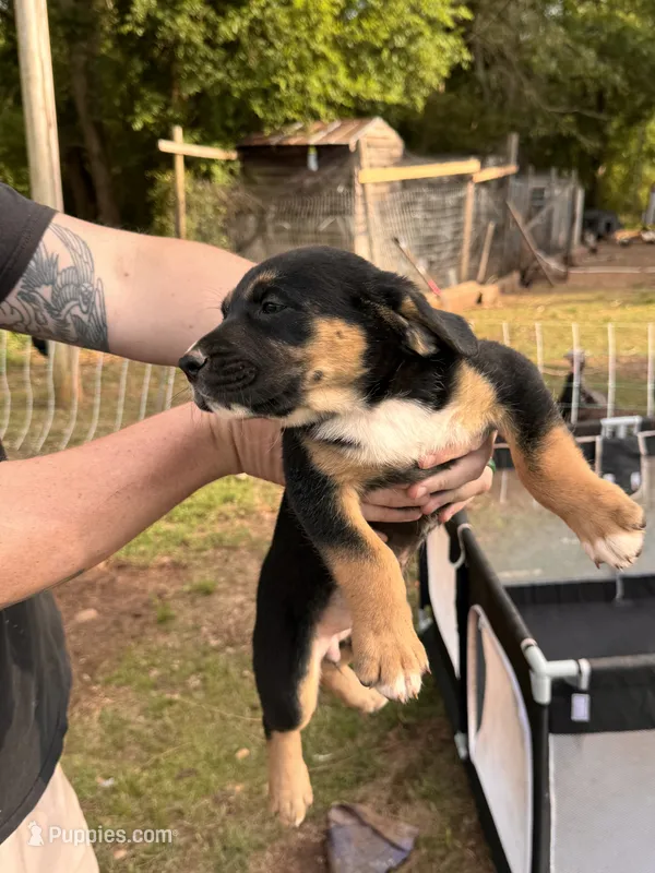 Female Puppy #1 – Australian Shepherd, Bloodhound puppy for sale in Mount Gilead, NC