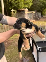 Female Puppy #1, a female Australian Shepherd and Bloodhound for sale in Mount Gilead, NC – 1 of 5
