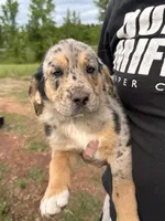 Male puppy # 1, a male Australian Shepherd and Bloodhound for sale in Mount Gilead, NC – 2 of 5