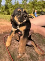 Male Puppy #4, a male Australian Shepherd and Bloodhound for sale in Mount Gilead, NC – 2 of 5