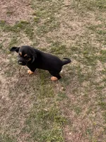 Male Puppy #4, a male Australian Shepherd and Bloodhound for sale in Mount Gilead, NC – 4 of 5