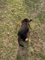 Female Puppy #1, a female Australian Shepherd and Bloodhound for sale in Mount Gilead, NC – 5 of 5